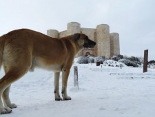 Suggestiva e simpatica visione di Castel del Monte innevato (foto di Giuseppe Lagrasta)